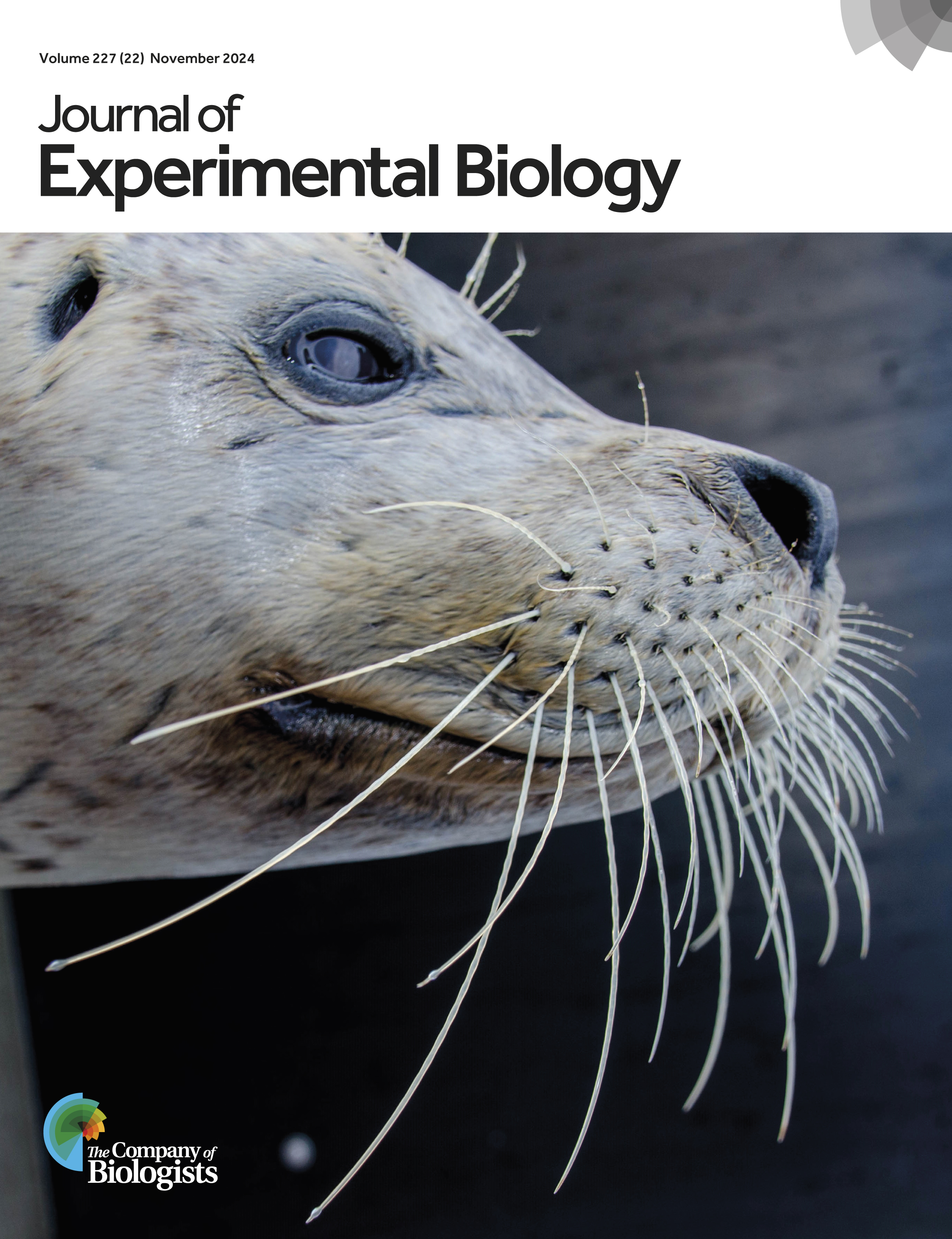 Seal-inspired Robotic Platform for Development and Testing of Soft Robotic Whisker Sensors